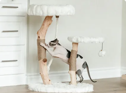 Cat's “Playground