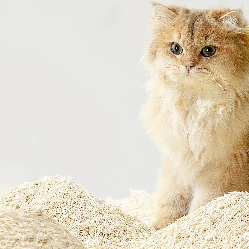 Cat Litter